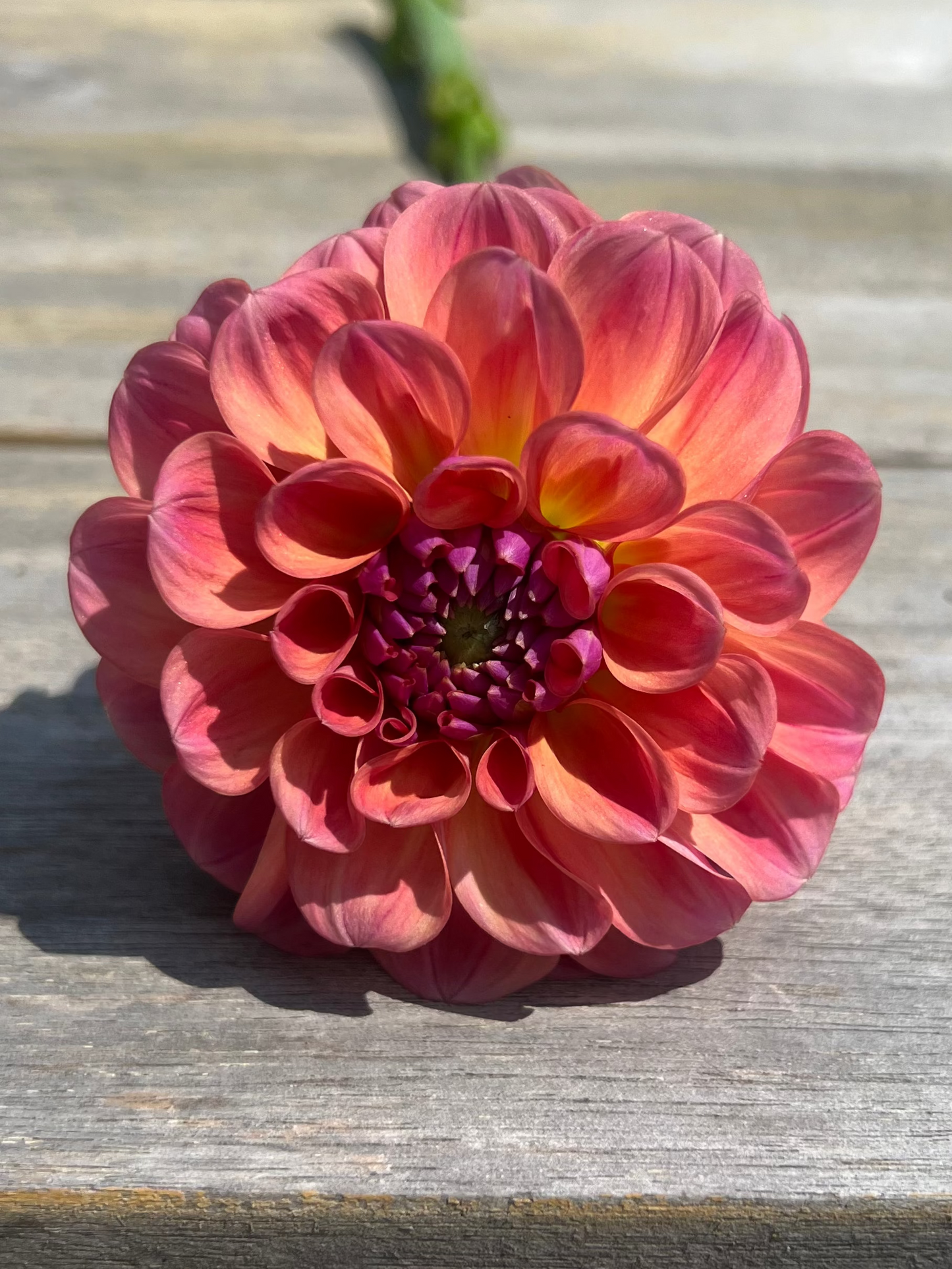 Chewy dahlia