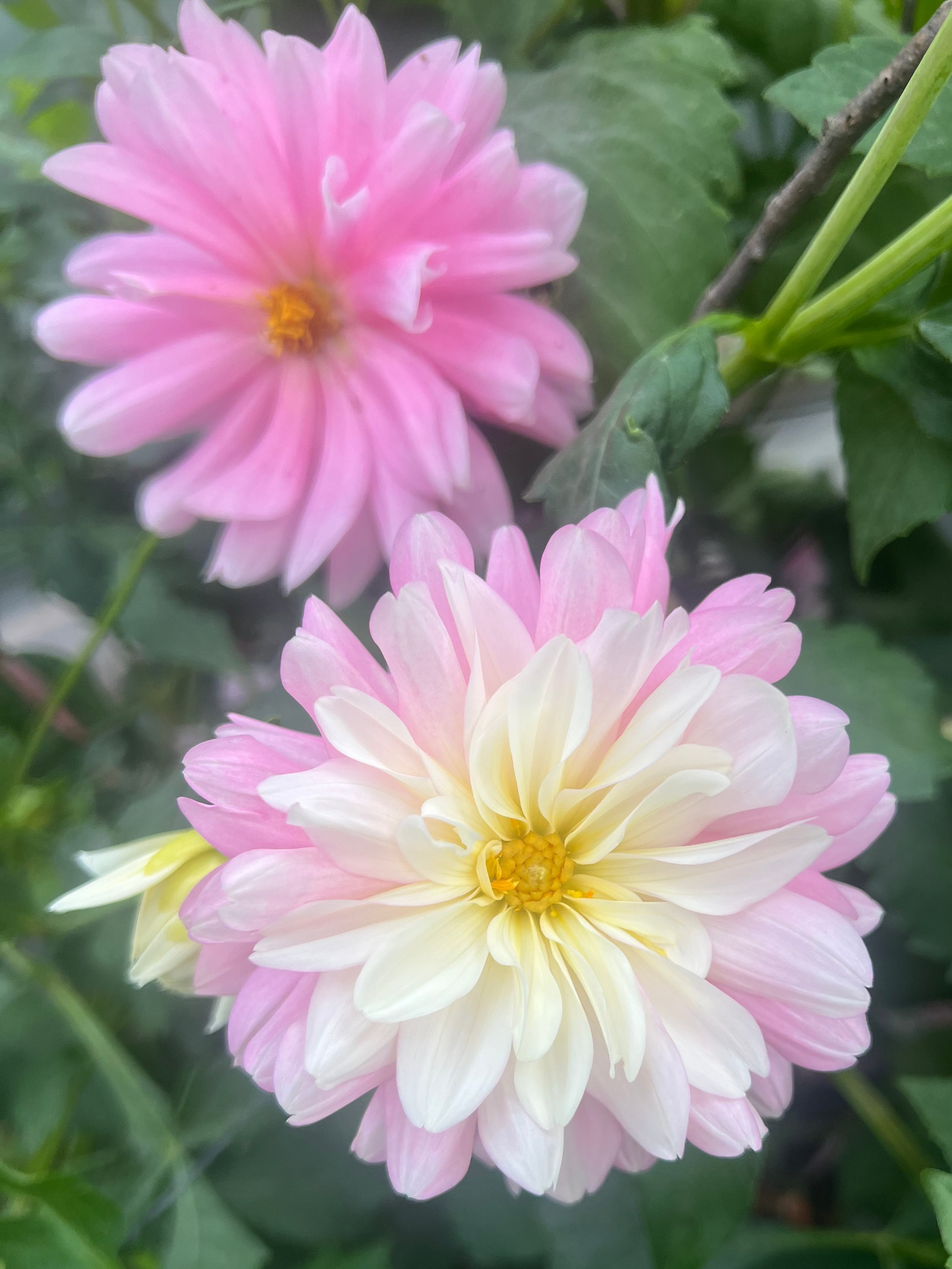Chilson's Pride dahlia Halcyon Hill Gardens