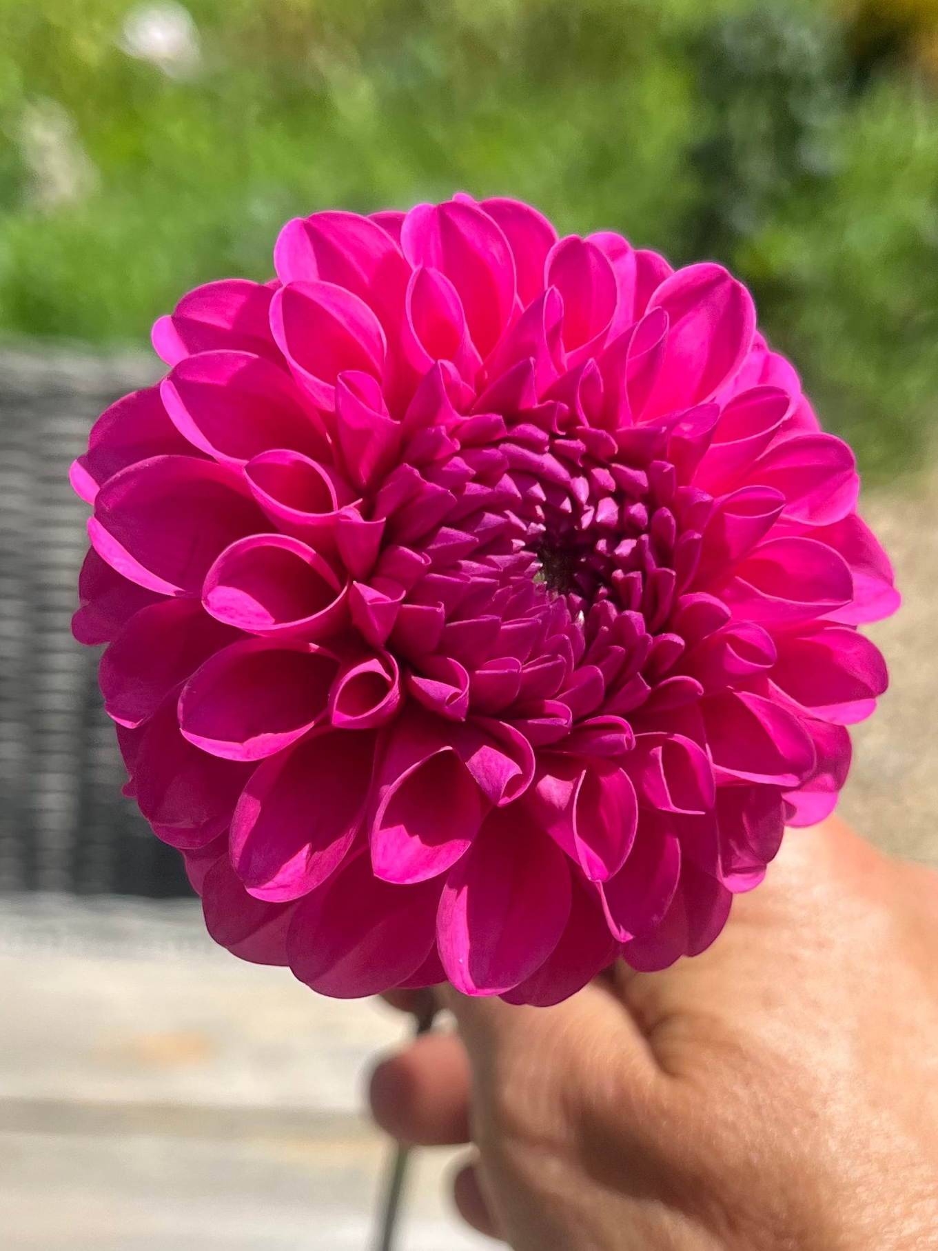 Chimacum Katie Halcyon Hill Gardens