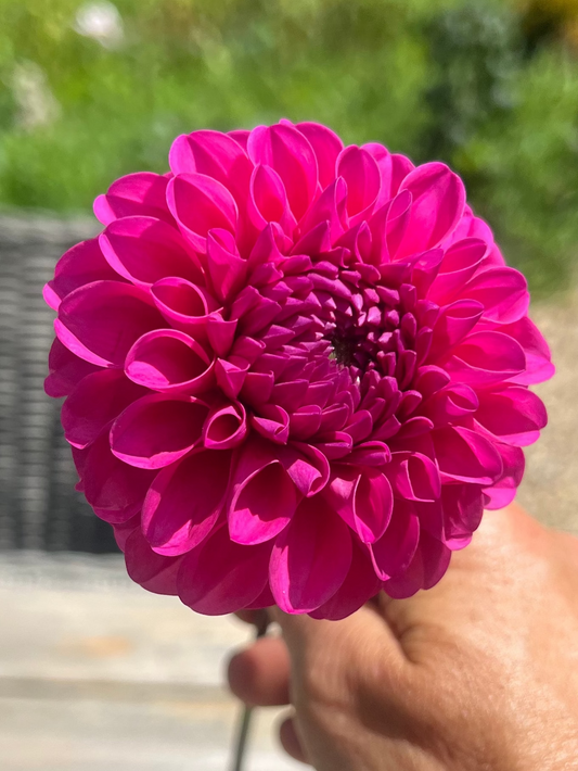Chimacum Katie Halcyon Hill Gardens