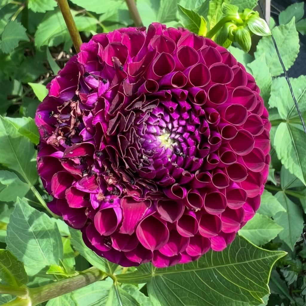 Chimacum del Blomma dahlia  Halcyon Hill Gardens
