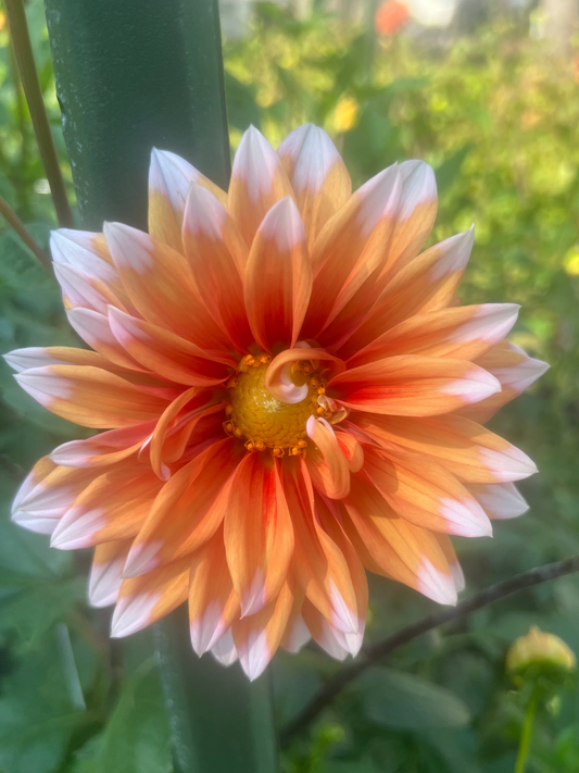 Color Spectacle dahlia Halcyon Hill Gardens