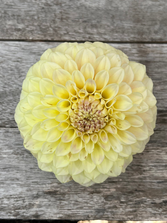 Coorabel Moonglow dahlia
