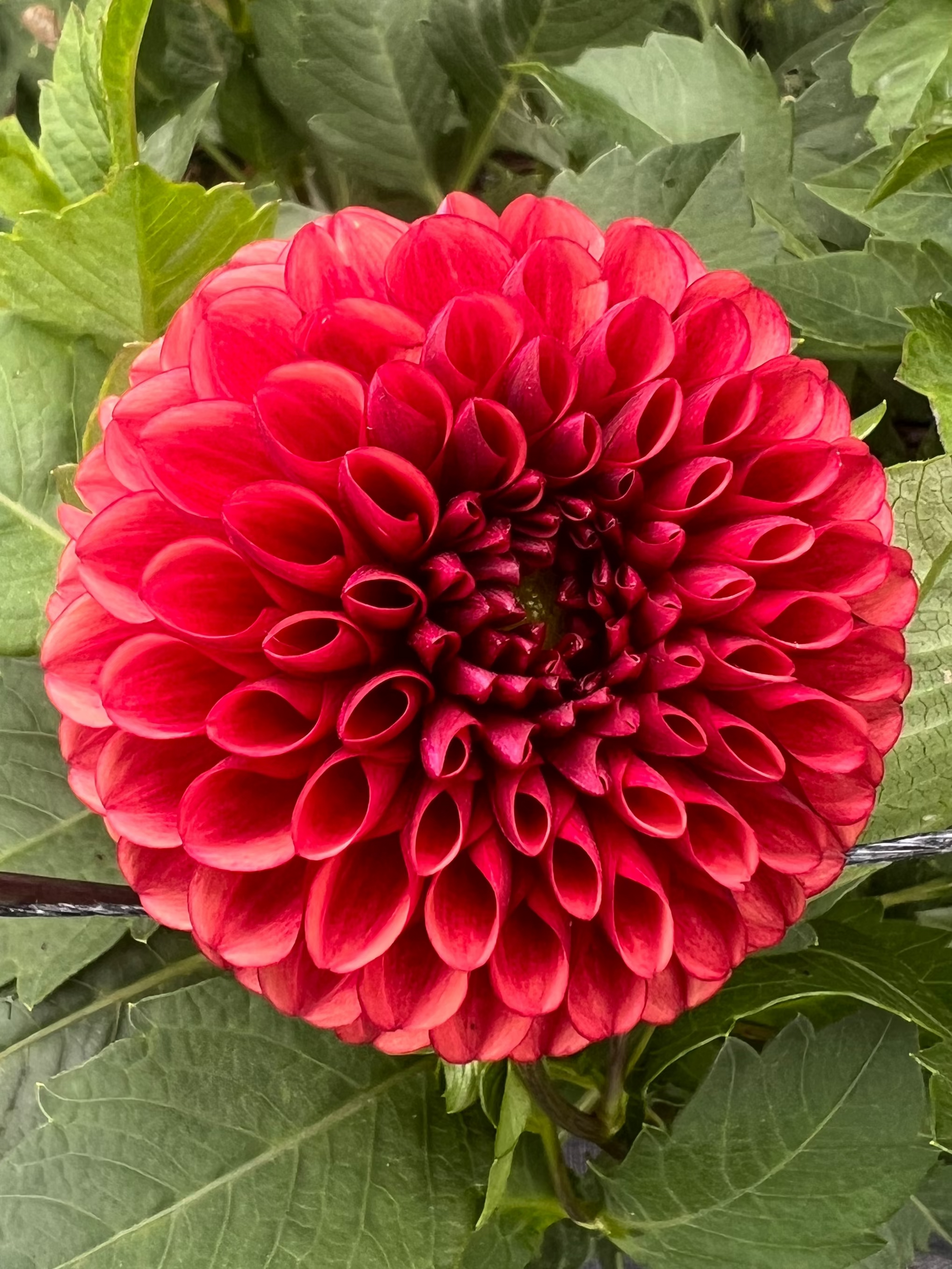 Copper Boy Dahlia Halcyon Hill Gardens