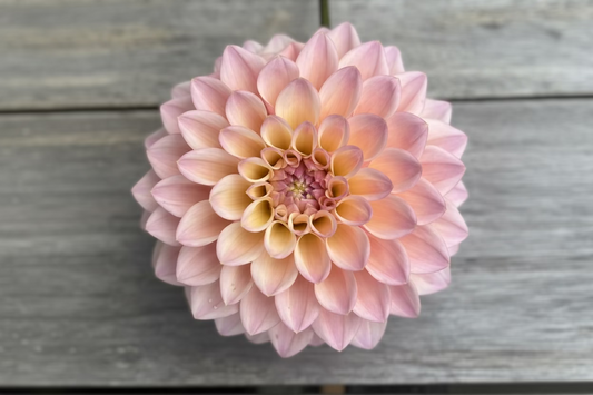 Coralie Dahlia