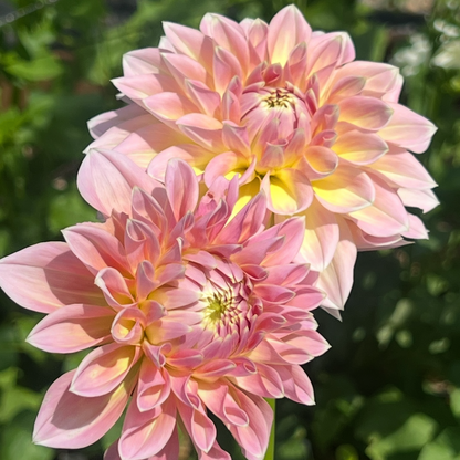 Coralie dahlia