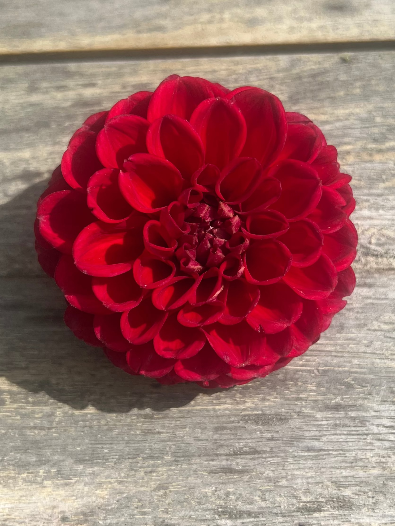red pom pon dahlia