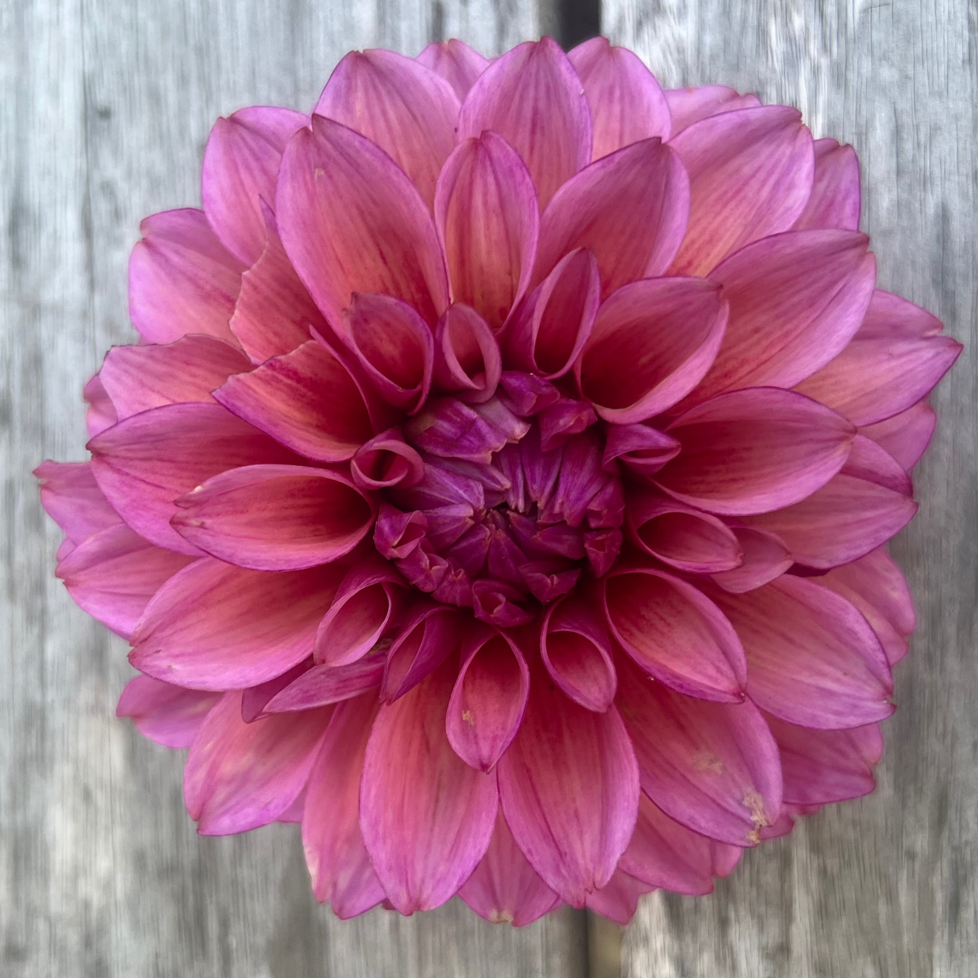 Coseytown Avonlea dahlia