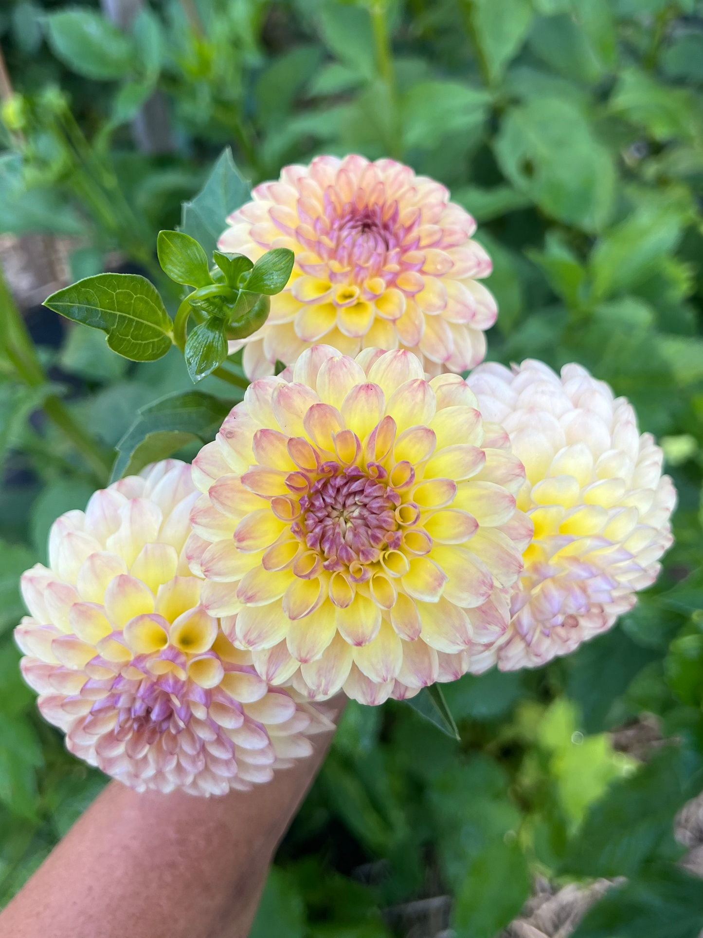 pink and yellow dahlias