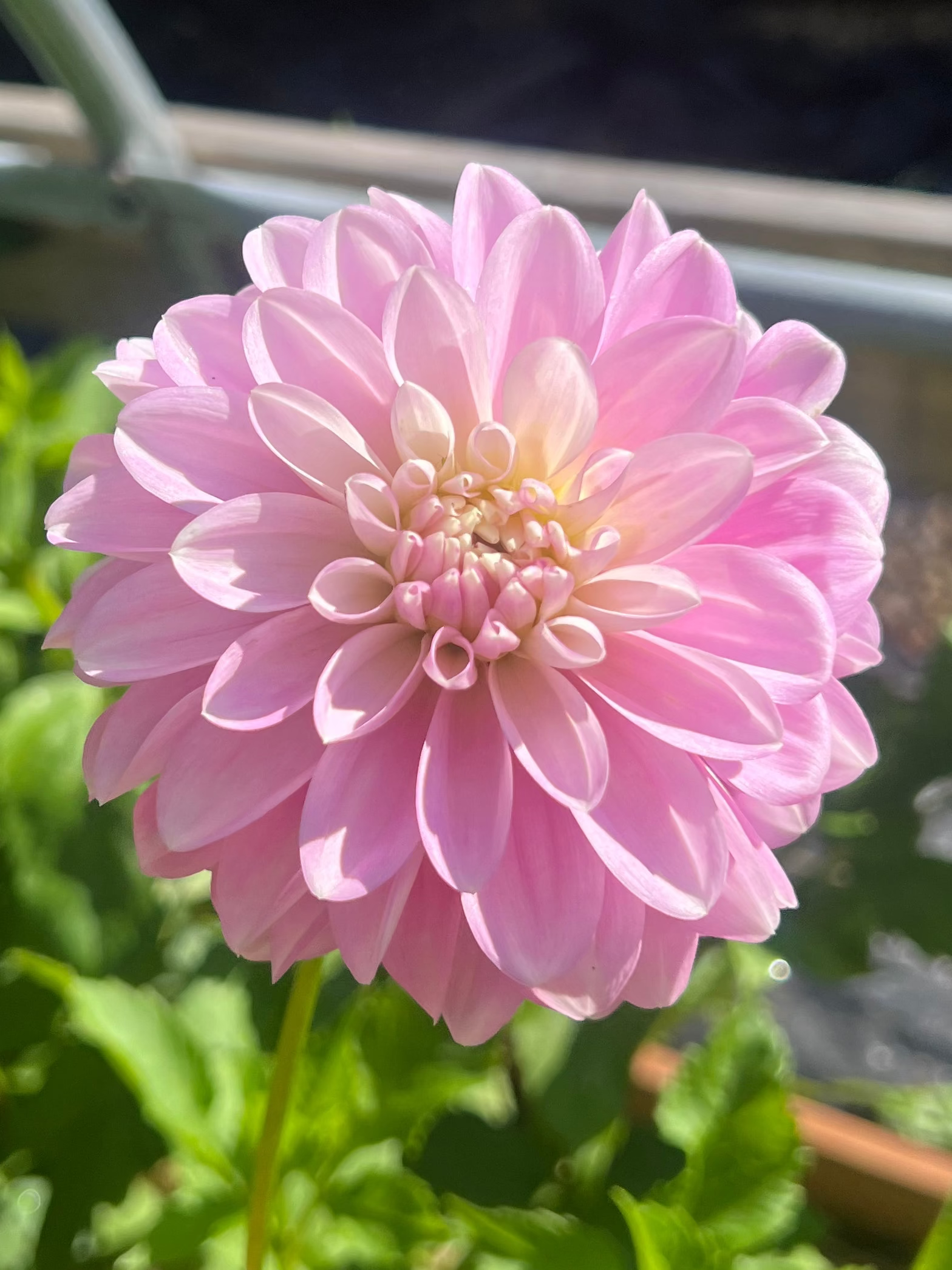 Coseytown Kay light purple dahlia
