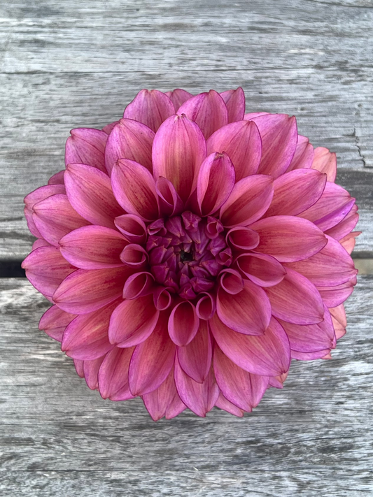 Coseytown Avonlea dahlia