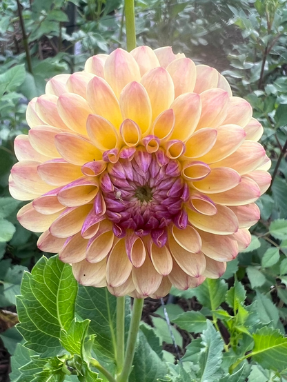 pale yellow and blush dahlia