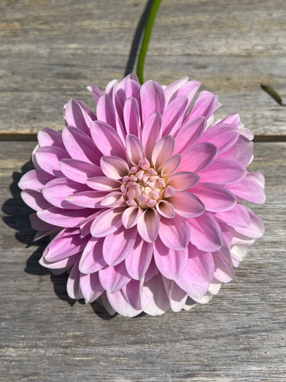 Coseytown Kay dahlia light purple lilac