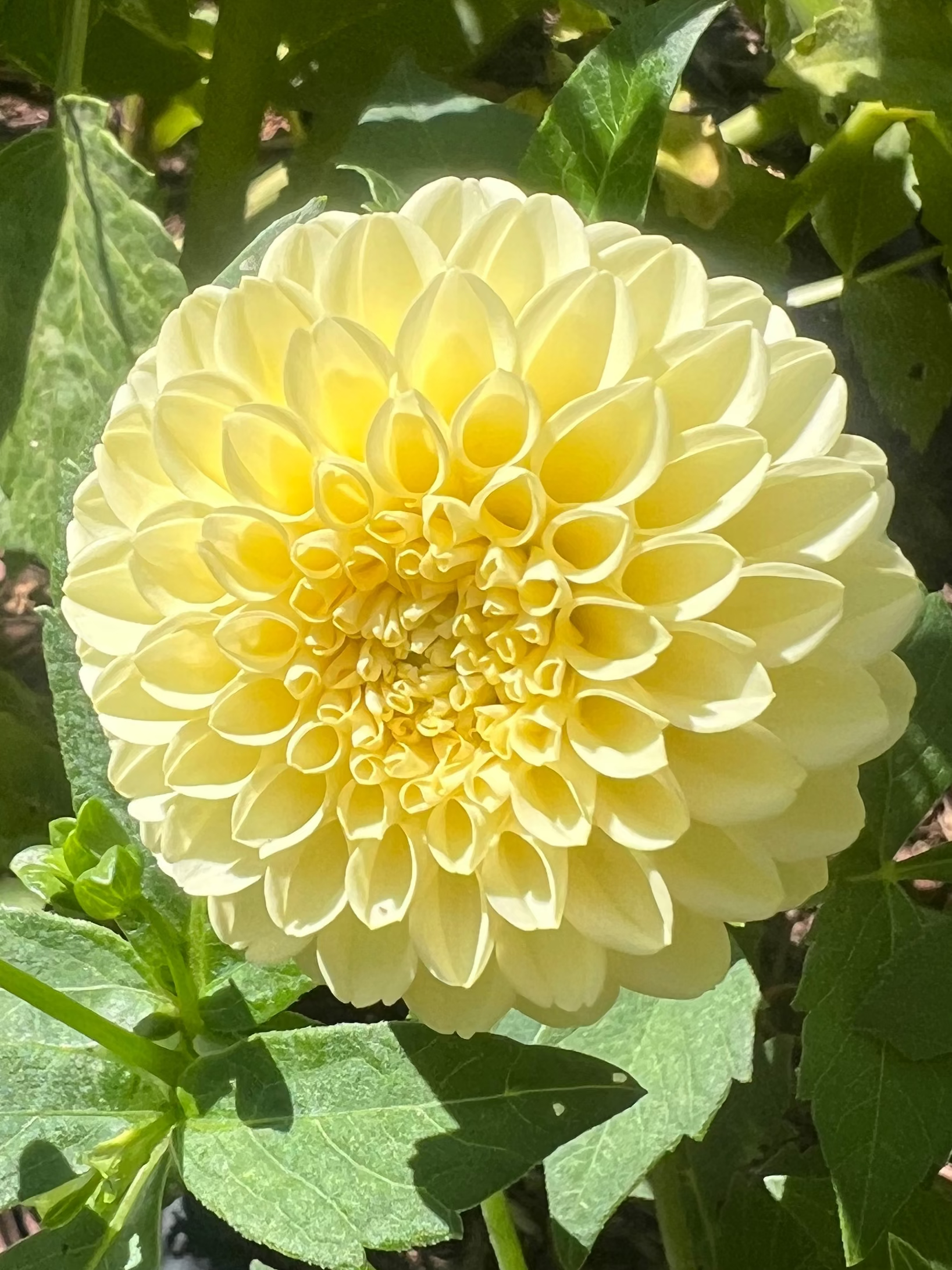 Creamy dahlia Halcyon Hill Gardens