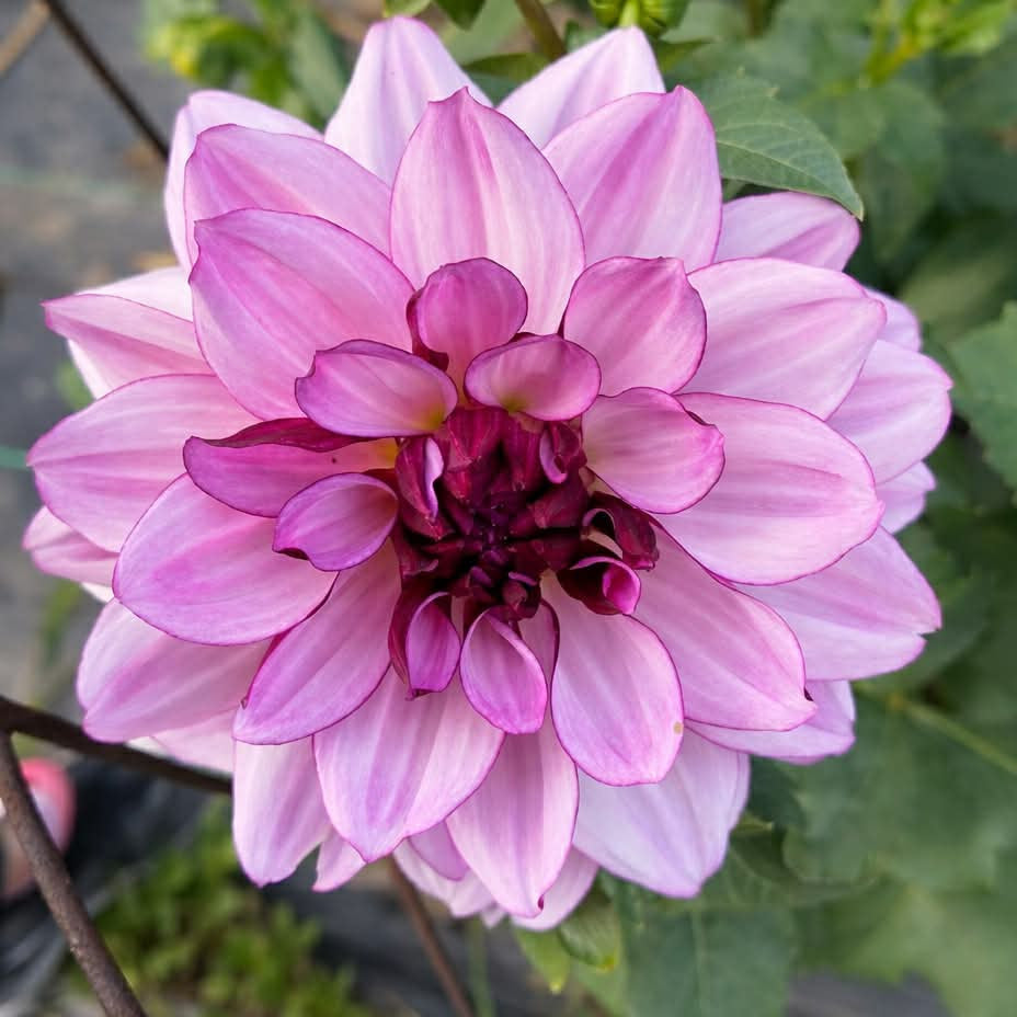 Crème de Cassis