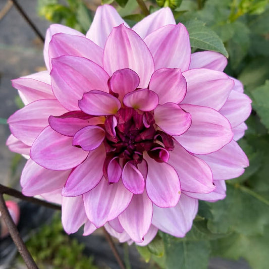 Crème de Cassis