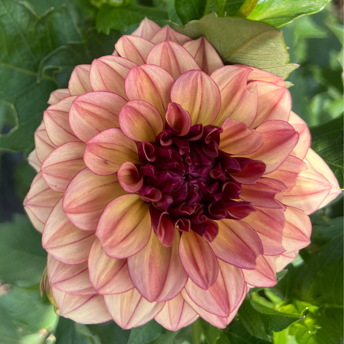 Creme de Cognac dahlia Halcyon Hil Gardens