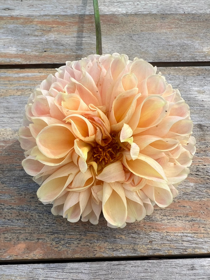yellow and honey colored dahlia