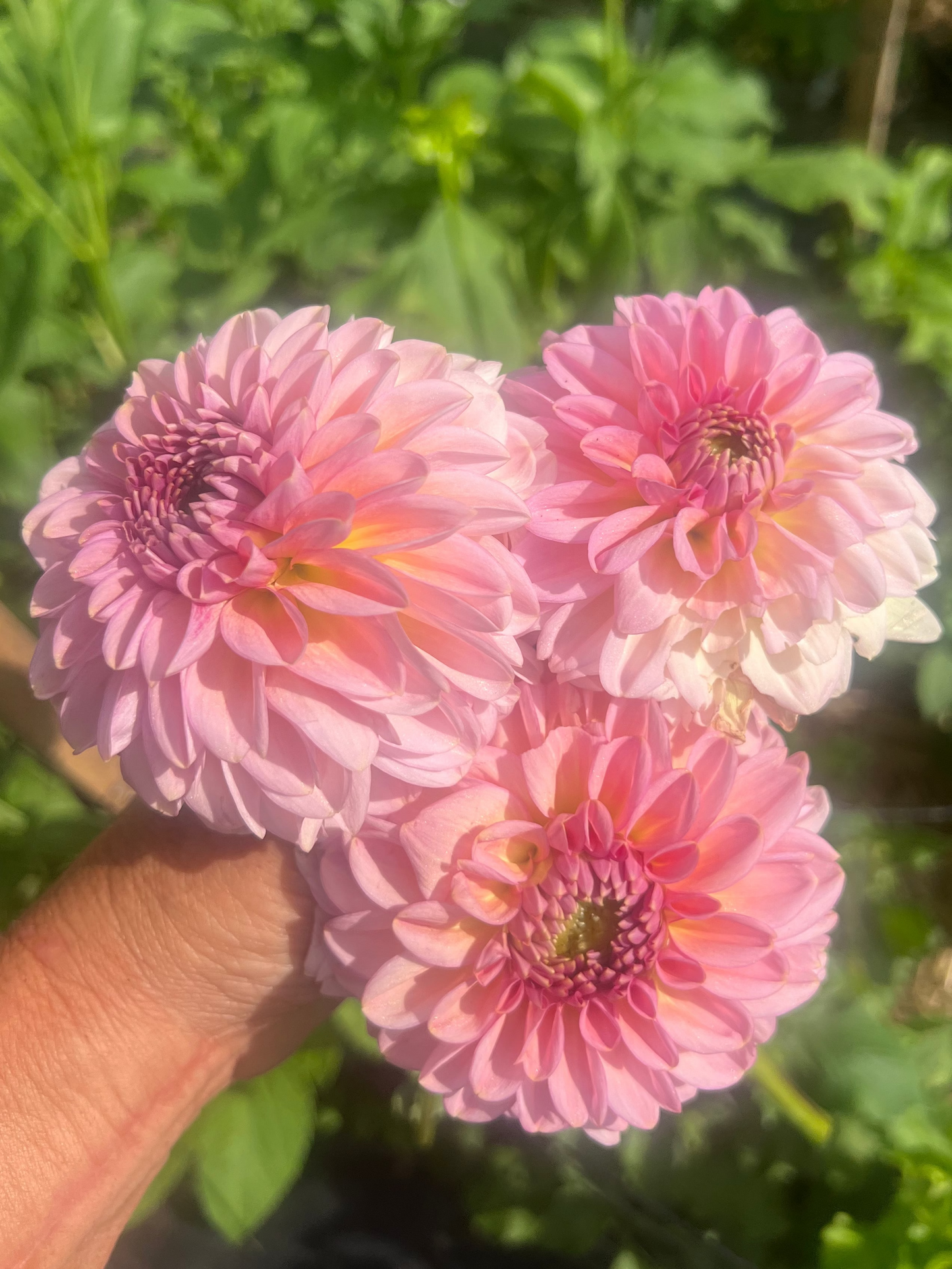 Cupcake dahlia ballerina pink