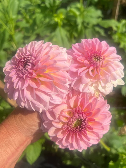 Cupcake dahlia ballerina pink