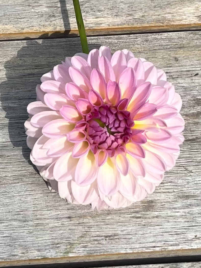 Ballerina pink colored dahlia Cupcake
