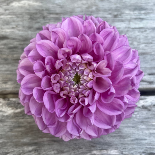 DL's Shy Violet dahlia