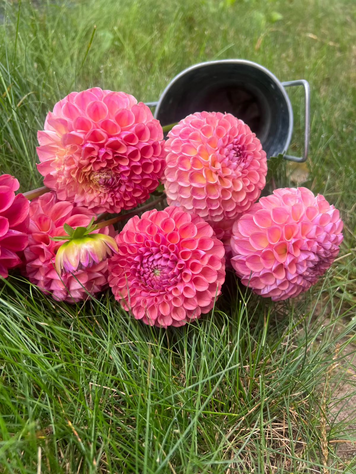 Dahlia Caitlin's Joy Wisconsin