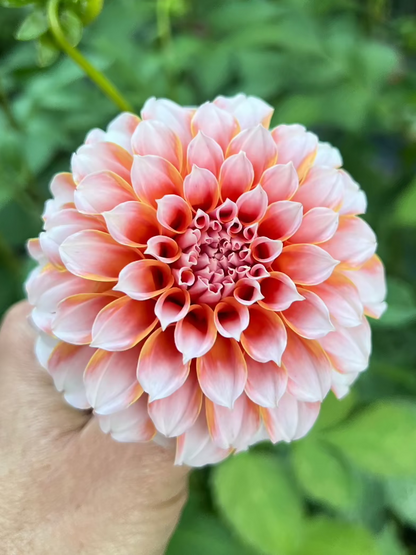 Dahlia Peaches N Cream Wisconsin