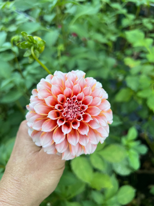Dahlia Peaches N Cream Wisconsin