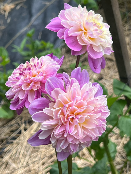 Dahlia Take Off Wisconsin Flower Farm and Gardens