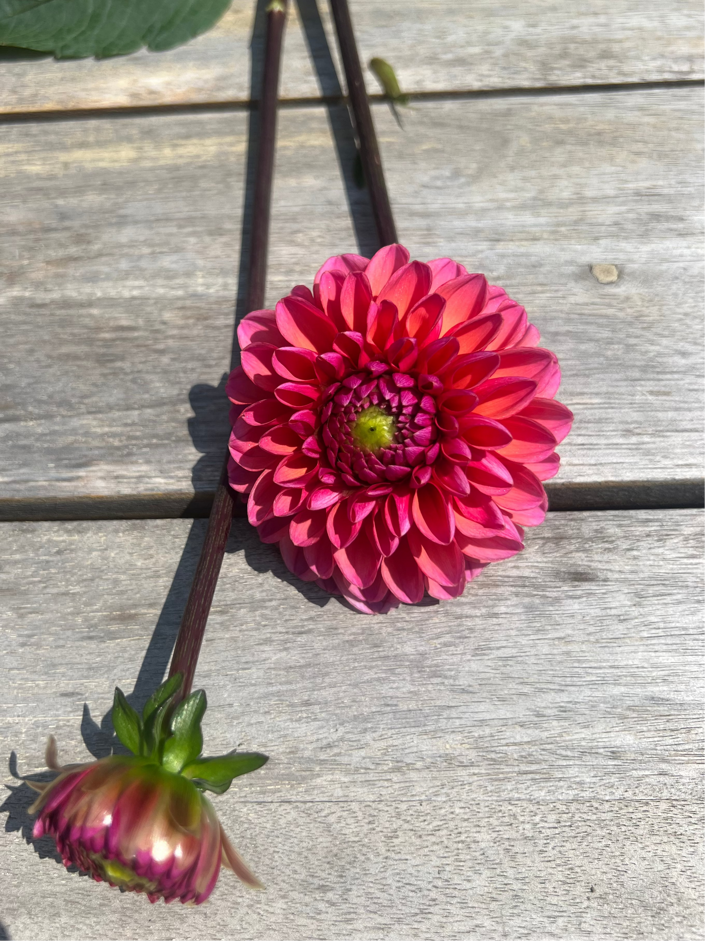 Daisy Duke coral pink dahlia