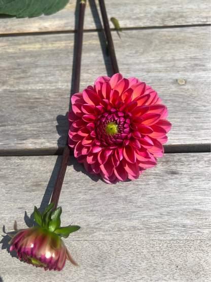 Daisy Duke coral pink dahlia
