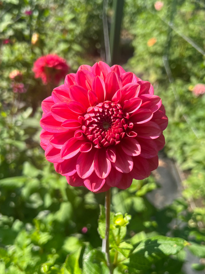 Daisy Duke dahlia bright coral pink