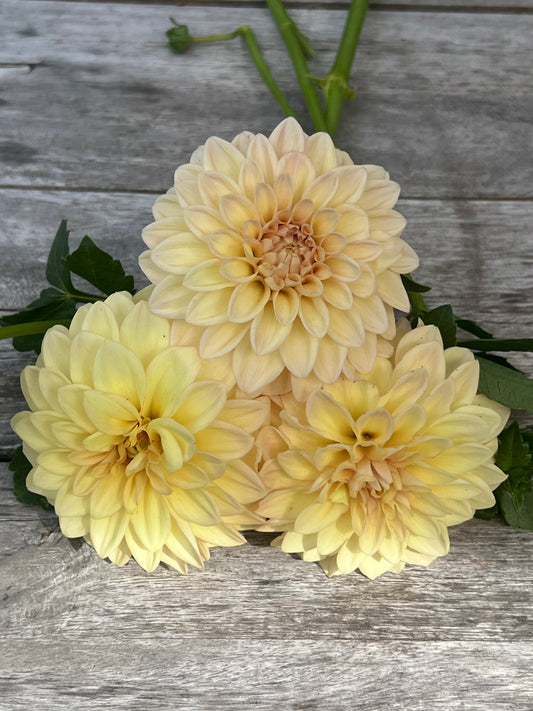 Darbro Highland dahlia