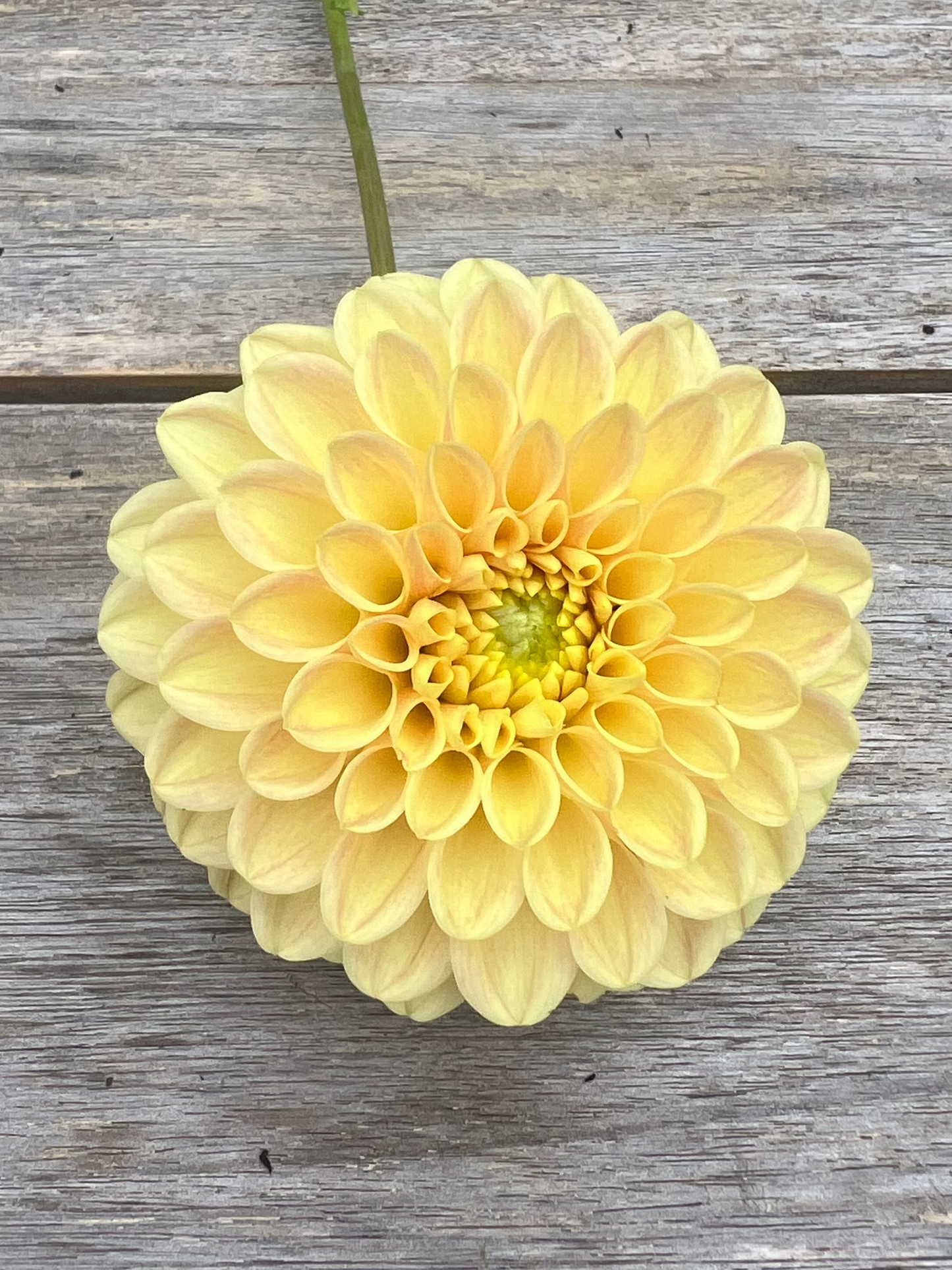 Darcy yellow dahlia
