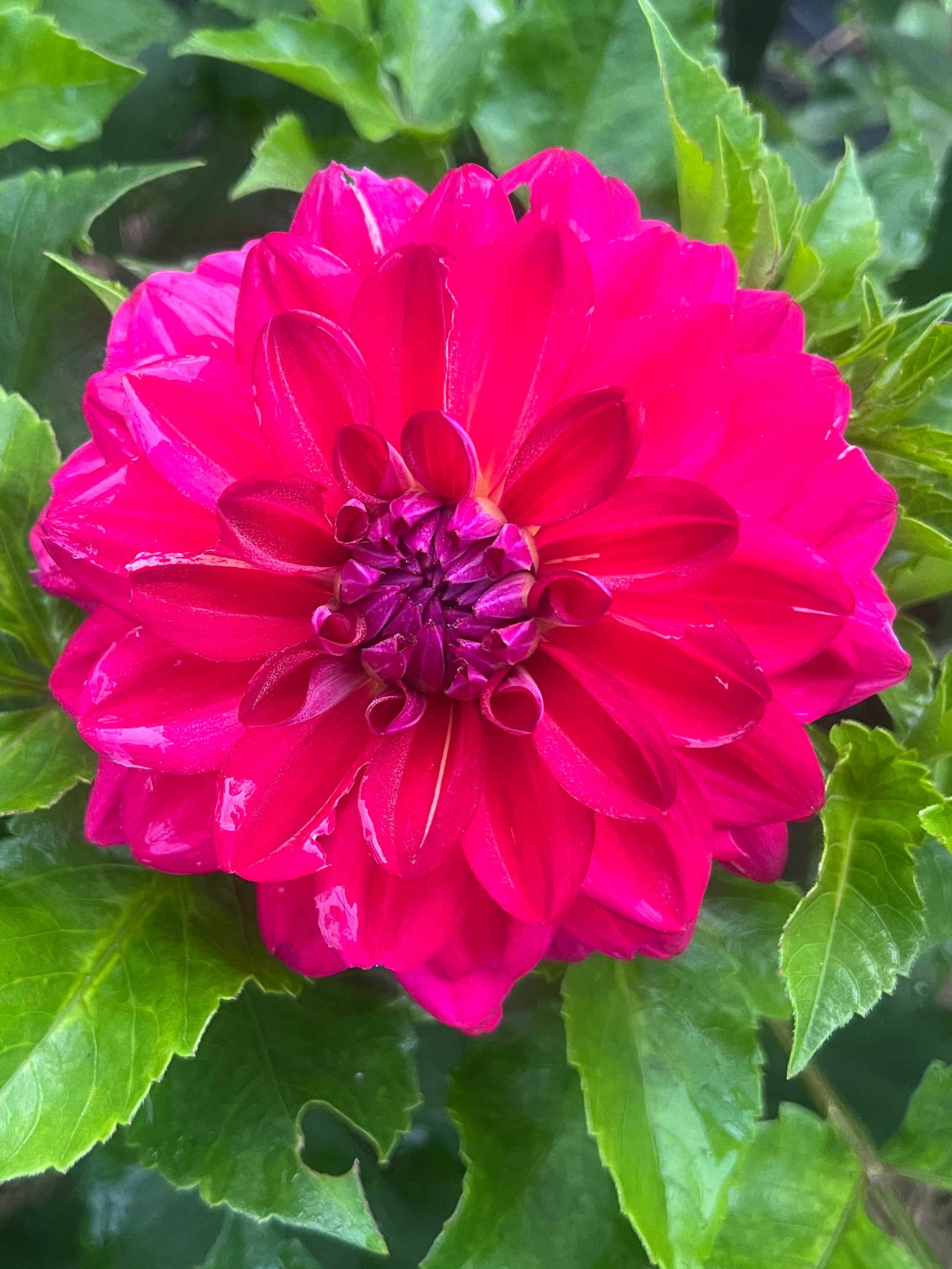 Dazzle Me dahlia Halcyon Hill Gardens