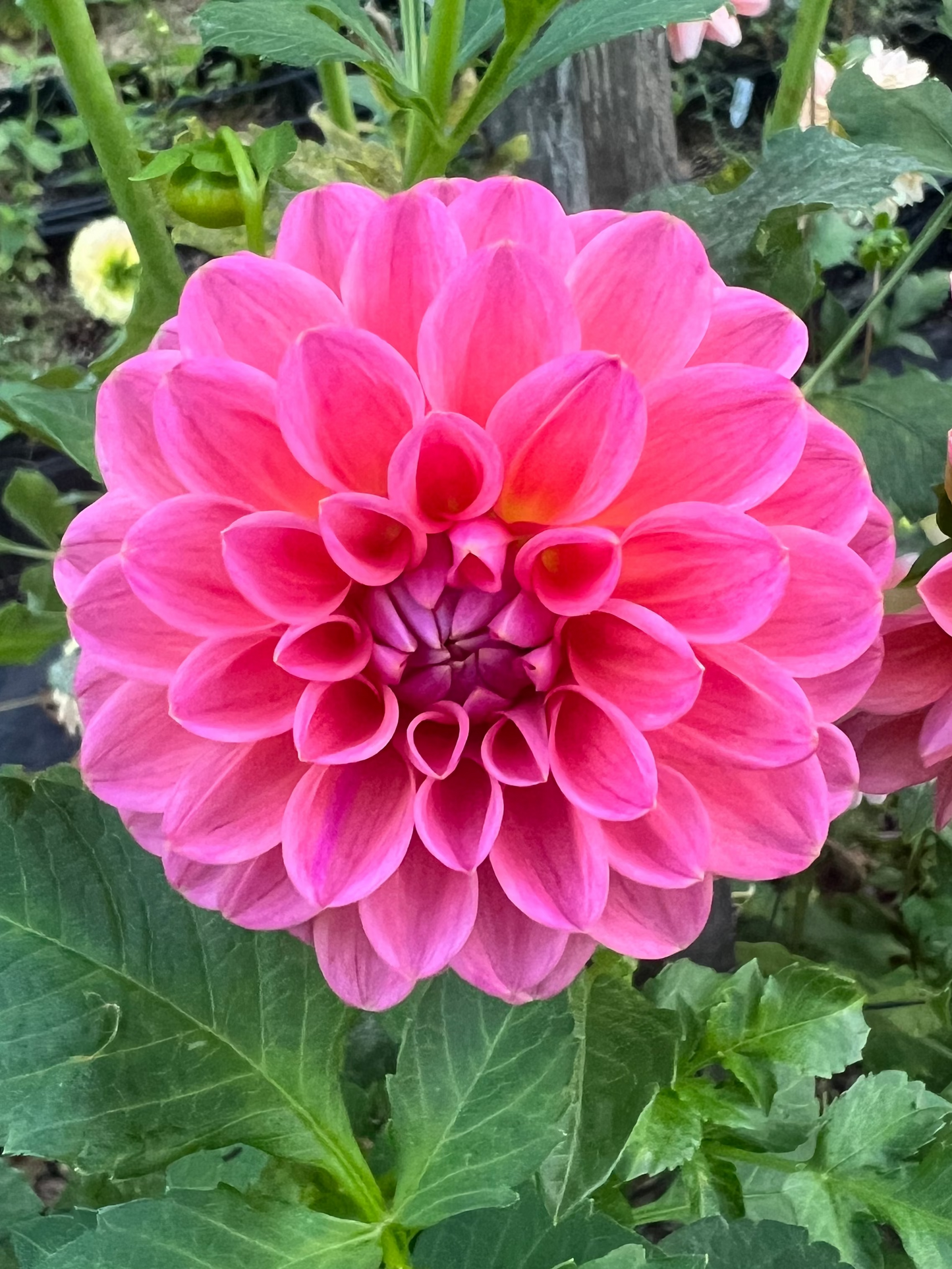 Dikara Superb bright pink dahlia