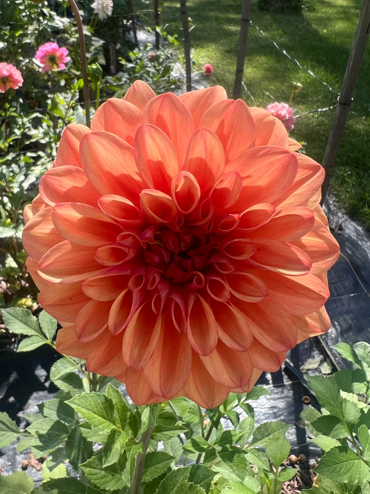 Ferncliff Copper dahlia Halcyon Hill Gardens
