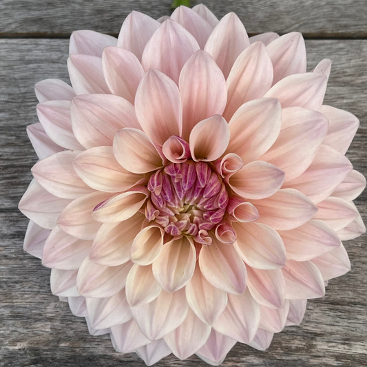 Florelie Antique