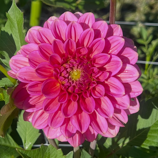 Florelie Guava dahlia