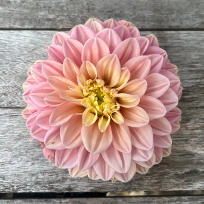 Florelie Kindness dahlia