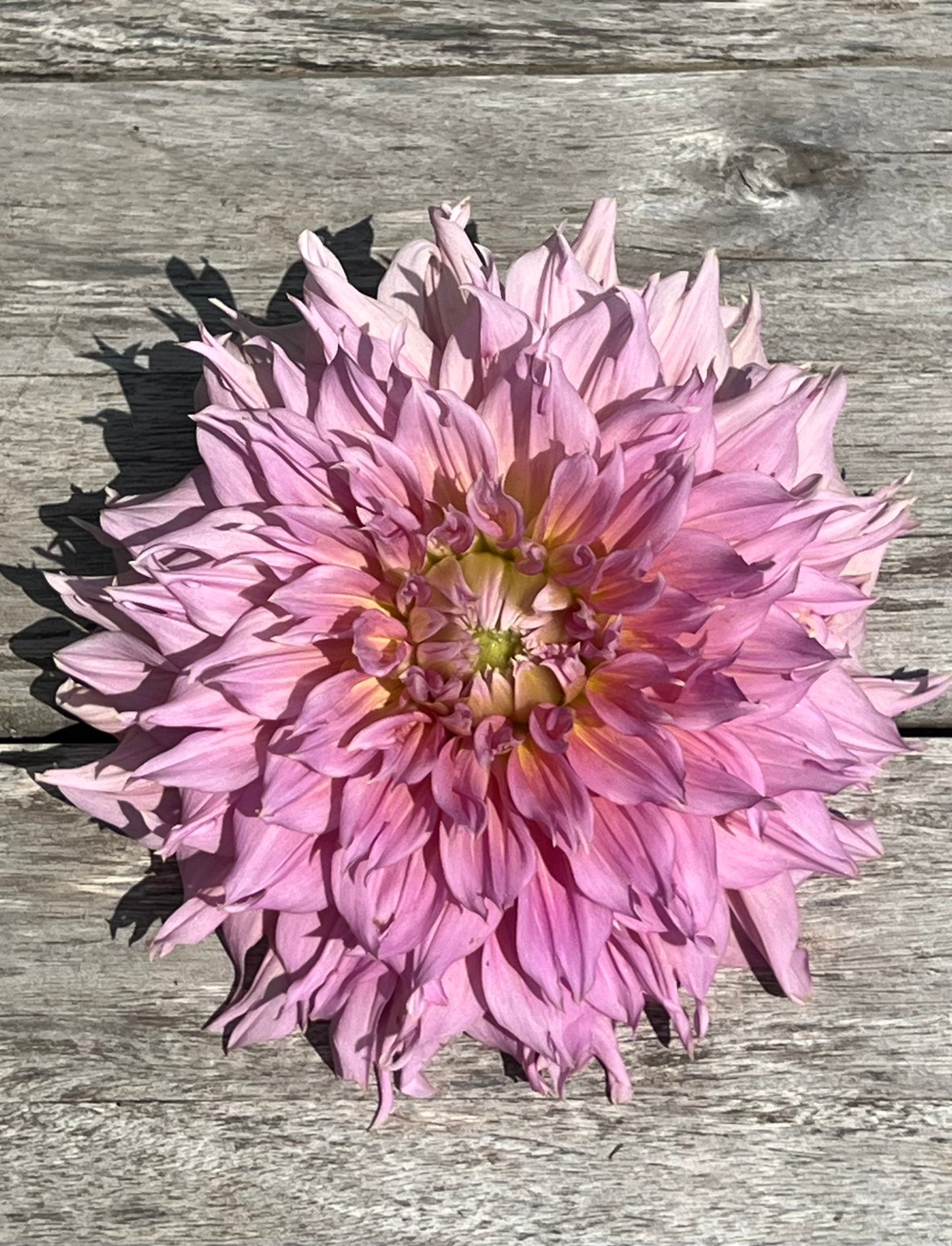 Formby Monarch dahlia