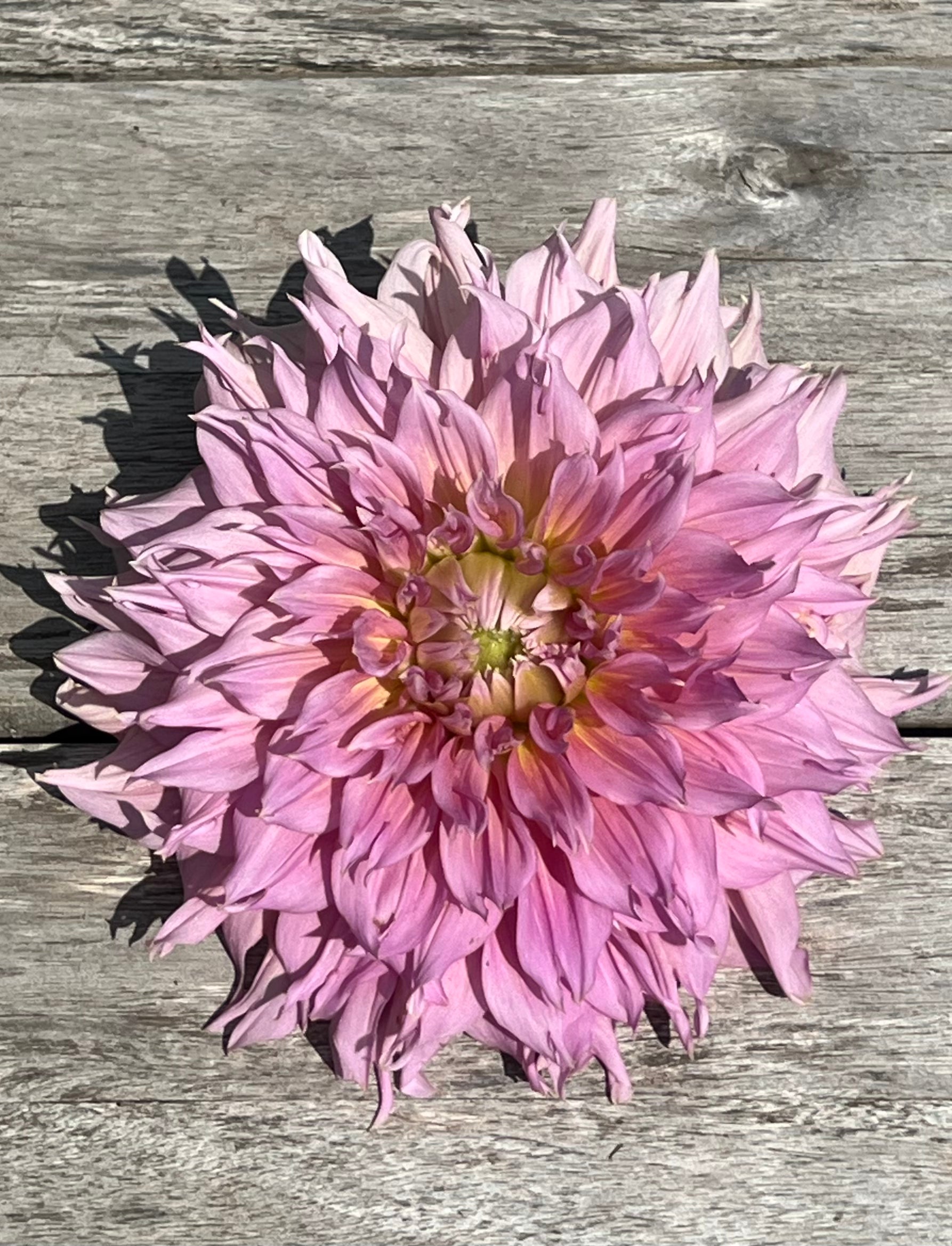 Formby Monarch dahlia