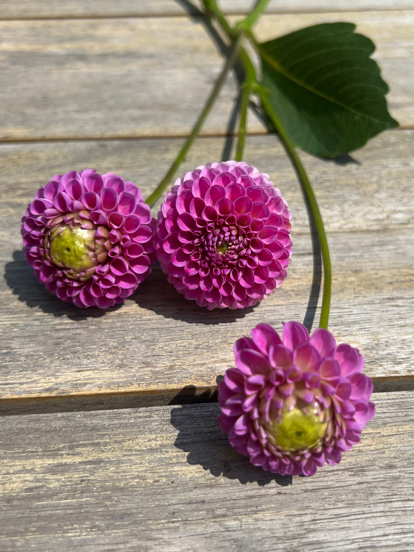 Franz Kafka dahlia purple ball  Halcyon Hill Gardens