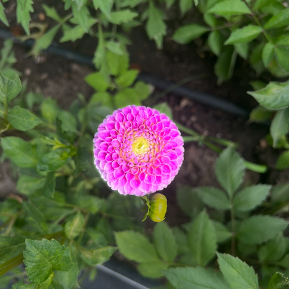 Franz Kafka dahlia Halcyon Hill Gardens