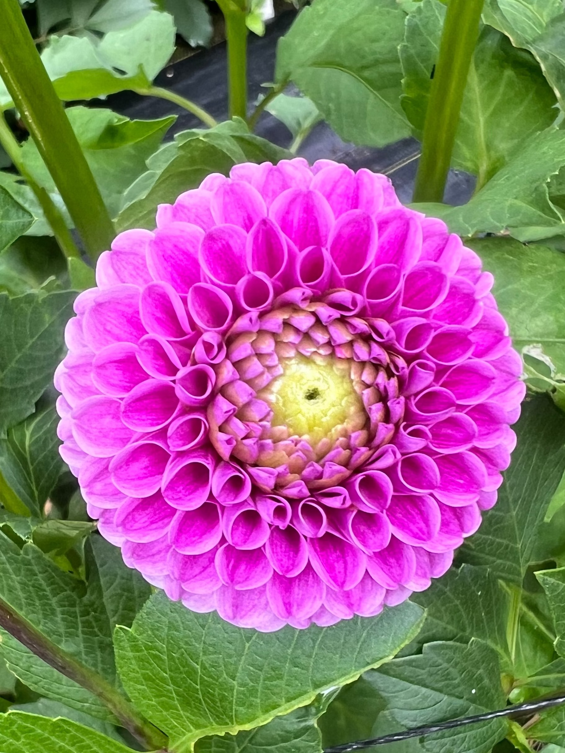 Franz Kafka dahlia Halcyon Hill Gardens
