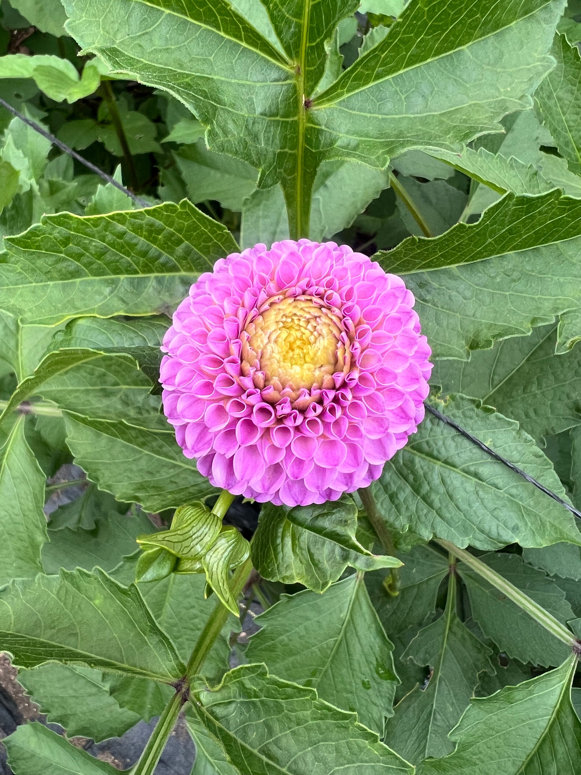 Franz Kafka dahlia Halcyon Hill Gardens