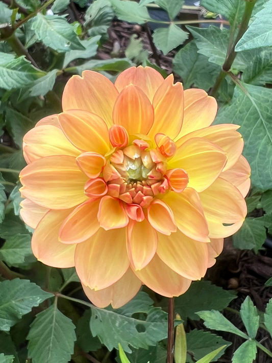 Garden Time dahlia Halcyon Hill Gardens