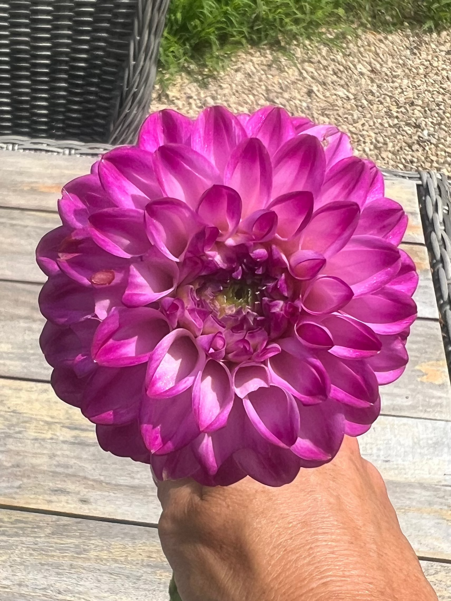 Genova purple dahlia