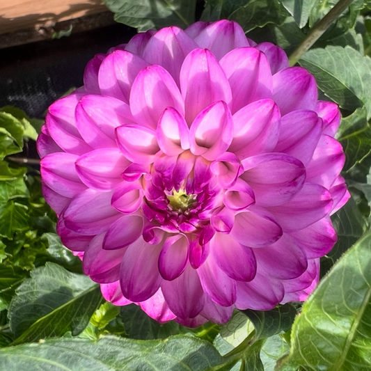 Genova purple dahlia
